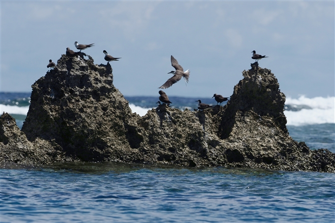 }~WAWTV,Brided Tern